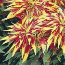 AMARANTHUS PERFECTA FLOWER TRICOLOUR EDIBLE 100 AU SEEDS