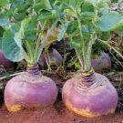 50 AU SEEDS SWEDE CHAMPION PURPLE TOP VEGETABLE HEIRLOOM GREAT TASTE