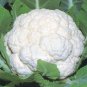 50 AU SEEDS CAULIFLOWER ORGANIC SNOWBALL VEGETABLE ALL SEASONS FAST GROWING HARDY