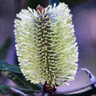 FERN LEAVED BANKSIA OBLONGIFOLIA FLOWERING SHRUB 5 AU SEEDS