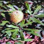 FERN LEAVED BANKSIA OBLONGIFOLIA FLOWERING SHRUB 5 AU SEEDS
