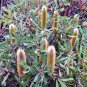 FERN LEAVED BANKSIA OBLONGIFOLIA FLOWERING SHRUB 5 AU SEEDS