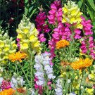 SNAPDRAGON TOM THUMB MIXED COLOUR FLOWER DWARF ANTIRRHINUM 1000 AU SEEDS