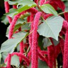 100 AU SEEDS RED LOVE LIES BLEEDING AMARANTHUS CAUDATUS EDIBLE PLANT VERY HARDY