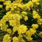 20 AU SEEDS COTTON HEADS CONOSTYLIS CANDICANS COMPACT FLOWERING NATIVE PLANT