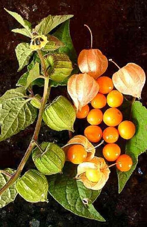 25 AU SEEDS DWARF CAPE GOOSEBERRY LONG FRUITING HIGH IN VITAMINS AND ...