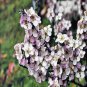 ROUND LEAF TEA TREE 500 AU SEEDS LEPTOSPERMUM ROTUNDIFOLIUM FLOWERING NATIVE