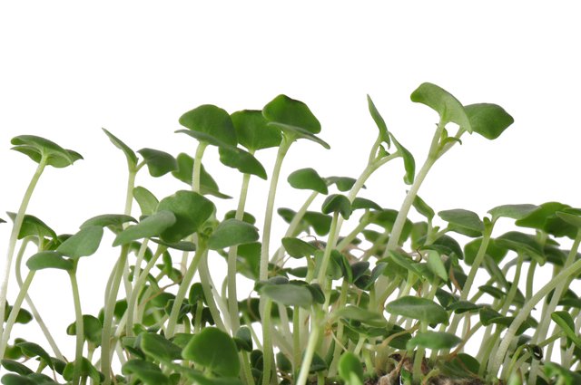 CHIA SPROUTS AND MICRO GREEN GLUTEN FREE 10000 AU SEEDS