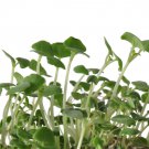 CHIA SPROUTS AND MICRO GREEN GLUTEN FREE 10000 AU SEEDS