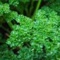 100 AU SEEDS PARSLEY TRIPLE CURLED HERB