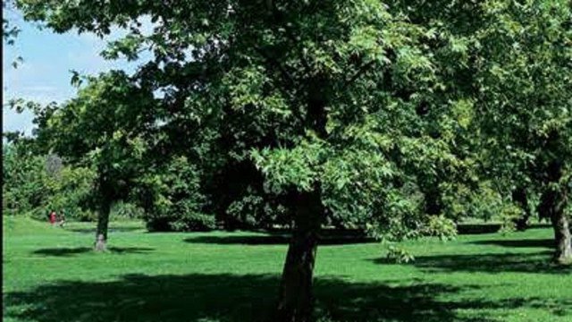 ORIENTAL PLANE TREE PLATANUS ORIENTALIS LARGE SHADE 25 AU SEEDS