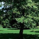 ORIENTAL PLANE TREE PLATANUS ORIENTALIS LARGE SHADE 25 AU SEEDS