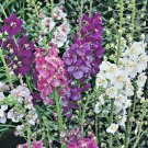 VEBASCUM PHOENICEUM 1000 AU SEEDS SCENTED FLOWERS MIXED COLOURS
