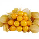 CAPE GOOSEBERRY GOLDEN NUGGET SWEET FRUIT GARDEN HIGH YIELD 25 AU SEEDS