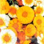 CHRYSANTHEMUM CORONARIUM DOUBLE FLOWER EDIBLE BLOOMS 160 AU SEEDS