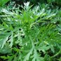 CHRYSANTHEMUM CORONARIUM DOUBLE FLOWER EDIBLE BLOOMS 160 AU SEEDS