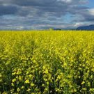 3500 AU SEEDS FIELD MUSTARD BRASSICA ANIMAL FODDER FEED LIVESTOCK SHEEP POULTRY PETS