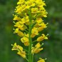3500 AU SEEDS FIELD MUSTARD BRASSICA ANIMAL FODDER FEED LIVESTOCK SHEEP POULTRY PETS