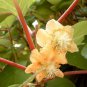 KIWI FRUIT ACTINIDIA CHINESIS TASTY VITAMINS AND MINERALS 25 AU SEEDS