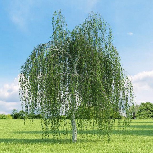 5000 AU SEEDS SILVER BIRCH SEEDS BETULA PENDULA GARDEN TREE