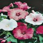 ROSE MALLOW MIXED COLOUR LAVATERA TRIMESTRIS 100 AU SEEDS