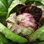 25 AU SEEDS RADICCHIO PALLA ROSSA VEGETABLE GOURMET HEIRLOOM COMPACT
