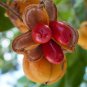TUCKEROO TREE CUPANIOPSIS ANACARDOIDES BUSH TUCKER 5 AU SEEDS
