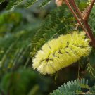 10 AU SEEDS PLUME ALBIZIA ALBIZIA LOPANTHA FLOWERING TREE