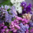 30 AU SEEDS STATICE PASTEL SHADES MIX FLOWERING COLOURS DRIED FLOWERS