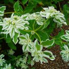 SNOW ON THE MOUNTAIN 25 AU SEEDS FLOWERING EUPHORBIA MARGINATA