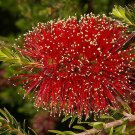 CRIMSON KUNZEA KUNZEA BAXTERI NATIVE FLOWERING SHRUB 350 AU SEEDS