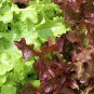 LOOSE LEAF LETTUCE MIX 200 AU SEEDS VEGETABLE SWEET CRISP