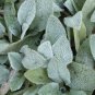 LAMBS EAR FLOWER 50 AU SEEDS DEEP ROSE STACHYS LANATA