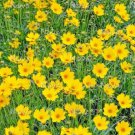 COREOPSIS MAYFIELD GIANTS FLOWER LARGE BLOOMS 100 AU SEEDS