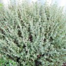 THYME HERB CULINARY 100 AU SEEDS