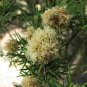 500 AU SEEDS PRICKLY LEAVED PAPERBARK MELALEUCA NODOSA FLOWERING SHRUB TREE