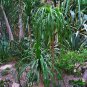 10 AU SEEDS PONYTAIL PALM BEAUCARNEA RECURVATA INDOOR OUTDOOR