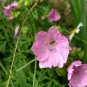 MUSK MALLOW MALVA MOSCHATA ROSEA FRAGRANT 50 AU SEEDS