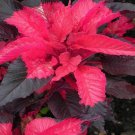 AMARANTHUS EARLY SPLENDOUR TRICOLOUR EDIBLE JOSEPHS COAT 100 AU SEEDS