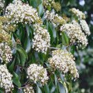 25 AU SEEDS DIAMOND LEAF PITTOSPORUM FLOWERING TREE PITTOSPORUM RHOMBIFOLIA FRUIT