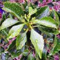 25 AU SEEDS DIAMOND LEAF PITTOSPORUM FLOWERING TREE PITTOSPORUM RHOMBIFOLIA FRUIT