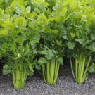 250 AU SEEDS CELERY TALL UTAH VEGETABLE DISEASE RESISTANCE CRISP AND SWEET