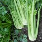 250 AU SEEDS CELERY TALL UTAH VEGETABLE DISEASE RESISTANCE CRISP AND SWEET