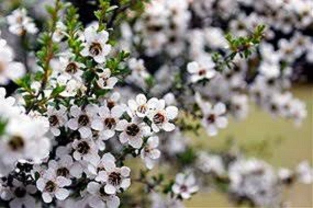 30000 AU SEEDS MANUKA TEA TREE LEPTOSPERMUM GARDEN MANUKA HONEY FLOWERING NATIVE