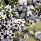 30000 AU SEEDS MANUKA TEA TREE LEPTOSPERMUM GARDEN MANUKA HONEY FLOWERING NATIVE
