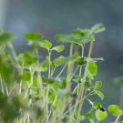 MICRO GREEN BUCKWHEAT SPROUTS HEALTH SUPERFOOD MILD FLAVOUR 300 AU SEEDS