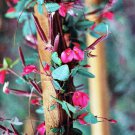 10 AU SEEDS FINE RED CREEPER KENNEDIA EXIMIA FLOWERING CLIMBER