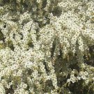 500 AU SEEDS TANTOON LEPTOSPERMUM POLYGALIFOLIUM NATIVE FLOWERING AROMATIC SHRUB