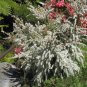 500 AU SEEDS TANTOON LEPTOSPERMUM POLYGALIFOLIUM NATIVE FLOWERING AROMATIC SHRUB