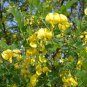 BLADDER SENNA COLUTEA ARBORESCENS NATIVE FLOWERING SHRUB 10 AU SEEDS